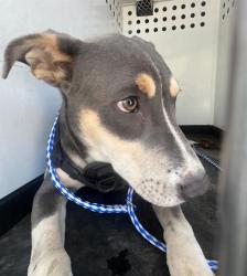 Shelter Stray Male Dog last seen Near BLOCK DUNLAP ST, BAKERSFIELD CA, 201 S Mt Vernon Ave, Bakersfield, CA 93307, USA