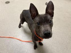Shelter Stray Female Dog last seen ROCKLIN RD AND HWY 80, 11232 B Ave, Auburn, CA 95603, USA