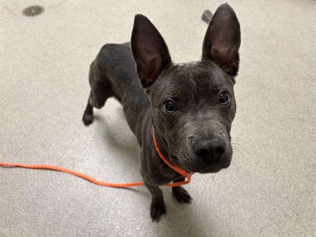 Shelter Stray Female Dog last seen ROCKLIN RD AND HWY 80, 11232 B Ave, Auburn, CA 95603, USA