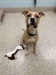 Shelter Stray Female Dog last seen WEBSTER LAKE, 12155 Park Blvd, Brighton, CO 80601, USA