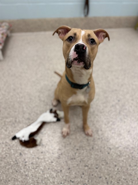 Shelter Stray Female Dog last seen WEBSTER LAKE, 12155 Park Blvd, Brighton, CO 80601, USA
