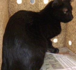 Shelter Stray Female Cat last seen Near BLOCK VICTORIA PARK DR, RIVERSIDE CA 92506, 6851 Van Buren Boulevard, Jurupa Valley, CA 92509, USA