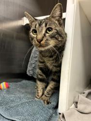 Shelter Stray Male Cat last seen Near BLOCK RIVERDALE RD #88, 12155 Park Blvd, Brighton, CO 80601, USA