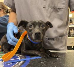 Shelter Stray Male Dog last seen MAGNOLIA \ 6TH ST, RIVERSIDE, CA, 6851 Van Buren Boulevard, Jurupa Valley, CA 92509, USA