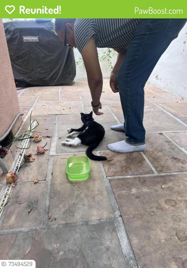 Reunited Unknown Cat last seen Franklin & Winona, Los Angeles, CA 90027