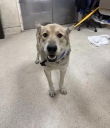 Shelter Stray Male Dog last seen MAGNOLIA \ 6TH ST, RIVERSIDE, CA, 6851 Van Buren Boulevard, Jurupa Valley, CA 92509, USA