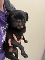 Shelter Stray Male Dog last seen E 96TH WY & LOREDO ST, 12155 Park Blvd, Brighton, CO 80601, USA