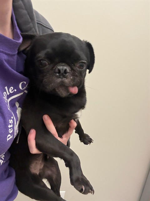 Shelter Stray Male Dog last seen E 96TH WY & LOREDO ST, 12155 Park Blvd, Brighton, CO 80601, USA