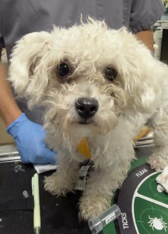 Shelter Stray Female Dog last seen Near BLOCK EL RIO AVE, JURUPA VALLEY CA 92509, 6851 Van Buren Boulevard, Jurupa Valley, CA 92509, USA