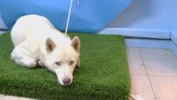 Shelter Stray Male Dog last seen , 216 W Victoria St, Gardena, CA 90248, USA