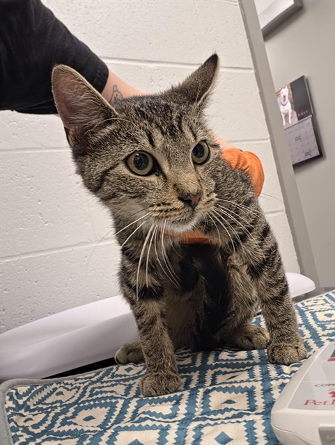 Shelter Stray Male Cat last seen Near, 5001 E Raymond St, Indianapolis, IN 46203, USA