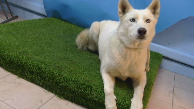 Shelter Stray Female Dog last seen , 216 W Victoria St, Gardena, CA 90248, USA