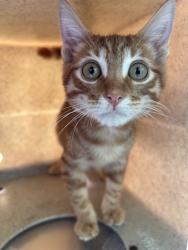 Shelter Stray Male Cat last seen , 4275 Elton St, Baldwin Park, CA 91706, USA