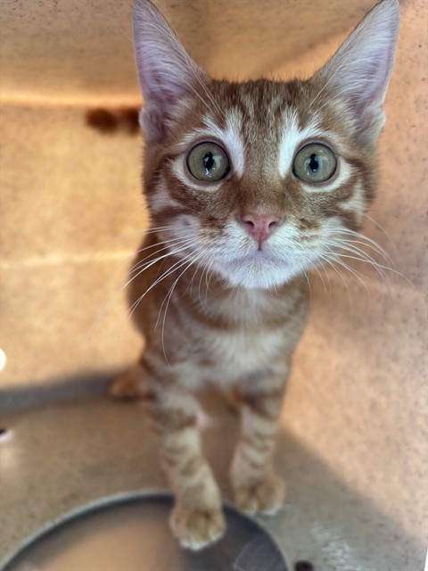 Shelter Stray Male Cat last seen , 4275 Elton St, Baldwin Park, CA 91706, USA