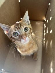 Shelter Stray Female Cat last seen , 4275 Elton St, Baldwin Park, CA 91706, USA