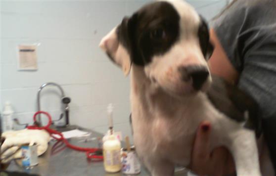 Shelter Stray Female Dog last seen CHARLOTTE, 8315 Byrum Dr, Charlotte, NC 28217, USA