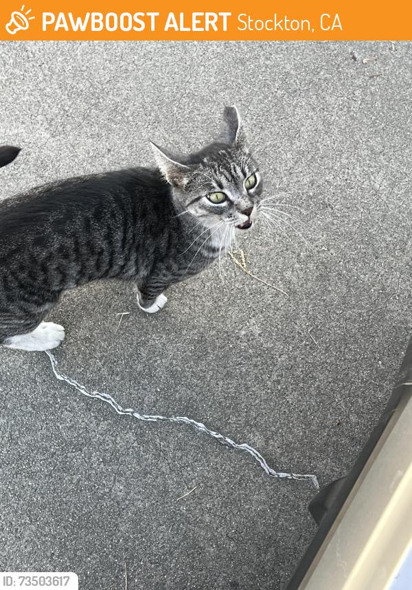 Found/Stray Female Cat last seen Country club boulevard and pershing avenue, Stockton, CA 95204