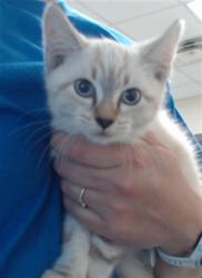 Shelter Stray Male Cat last seen Near BLOCK BLANTYRE WAY, FAYETTEVILLE NC 28306, 4704 Corporation Dr, Fayetteville, NC 28306, USA