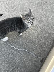 Found/Stray Female Cat last seen Country club boulevard and pershing avenue, Stockton, CA 95204