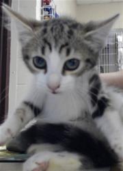 Shelter Stray Female Cat last seen Near BLOCK BLANTYRE WAY, FAYETTEVILLE NC 28306, 4704 Corporation Dr, Fayetteville, NC 28306, USA