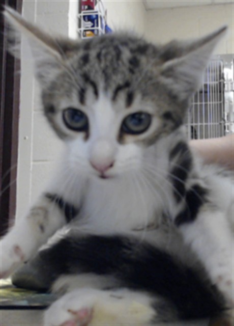 Shelter Stray Female Cat last seen Near BLOCK BLANTYRE WAY, FAYETTEVILLE NC 28306, 4704 Corporation Dr, Fayetteville, NC 28306, USA
