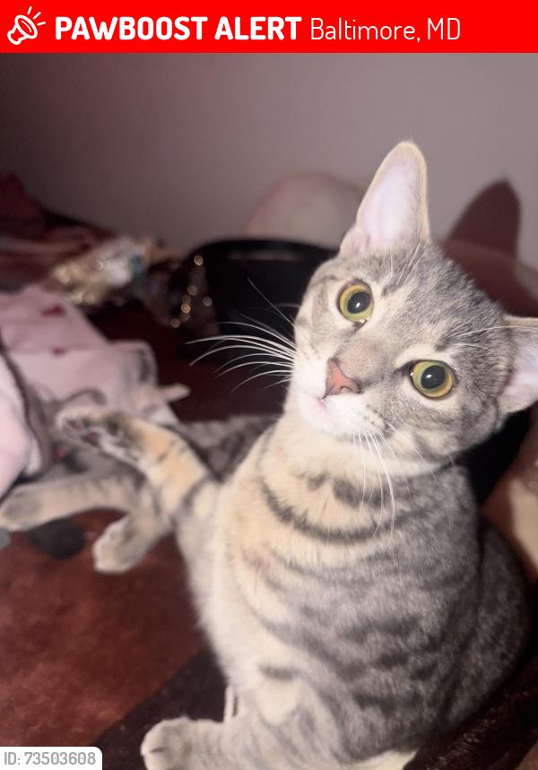 Lost Male Cat last seen Maryland ave and W 21st street, Baltimore, MD 21218