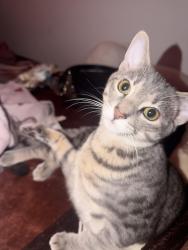 Lost Male Cat last seen Maryland ave and W 21st street, Baltimore, MD 21218