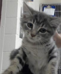 Shelter Stray Female Cat last seen Near BLOCK BLANTYRE WAY, FAYETTEVILLE NC 28306, 4704 Corporation Dr, Fayetteville, NC 28306, USA
