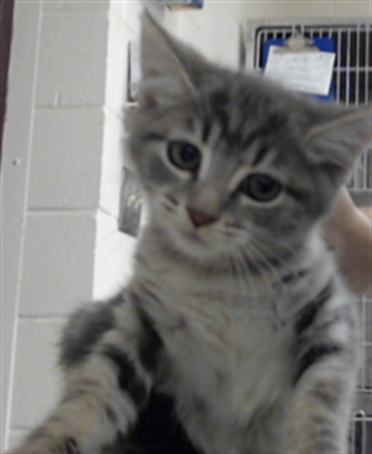 Shelter Stray Female Cat last seen Near BLOCK BLANTYRE WAY, FAYETTEVILLE NC 28306, 4704 Corporation Dr, Fayetteville, NC 28306, USA
