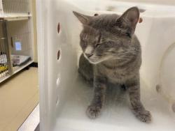 Shelter Stray Female Cat last seen 32ND AND CLYBOURN, 3839 W Burnham St, West Milwaukee, WI 53215, USA