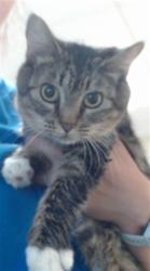 Shelter Stray Female Cat last seen Near BLOCK PALOMAR ST, FAYETTEVILLE NC 28314, 4704 Corporation Dr, Fayetteville, NC 28306, USA