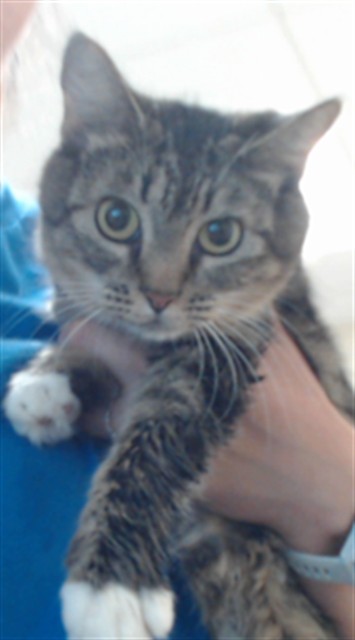 Shelter Stray Female Cat last seen Near BLOCK PALOMAR ST, FAYETTEVILLE NC 28314, 4704 Corporation Dr, Fayetteville, NC 28306, USA