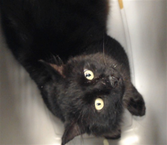 Shelter Stray Male Cat last seen Near BLOCK LUPIN DR, FAYETTEVILLE NC 28306, 4704 Corporation Dr, Fayetteville, NC 28306, USA