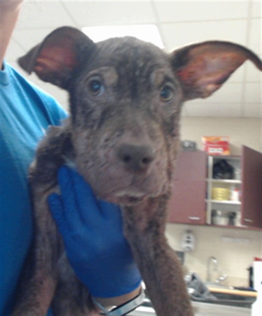 Shelter Stray Male Dog last seen Near BLOCK REDSTONE DR, FAYETTEVILLE NC 28306, 4704 Corporation Dr, Fayetteville, NC 28306, USA