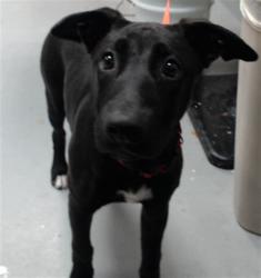 Shelter Stray Female Dog last seen Near BLOCK SEDGEFIELD DR, FAYETTEVILLE NC 28306, 4704 Corporation Dr, Fayetteville, NC 28306, USA