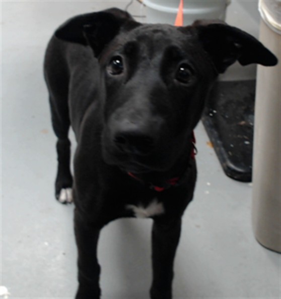 Shelter Stray Female Dog last seen Near BLOCK SEDGEFIELD DR, FAYETTEVILLE NC 28306, 4704 Corporation Dr, Fayetteville, NC 28306, USA
