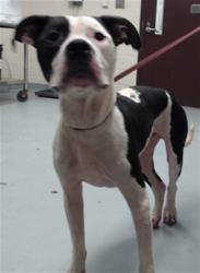 Shelter Stray Male Dog last seen Near BLOCK LAYTON DR, FAYETTEVILLE NC 28314, 4704 Corporation Dr, Fayetteville, NC 28306, USA