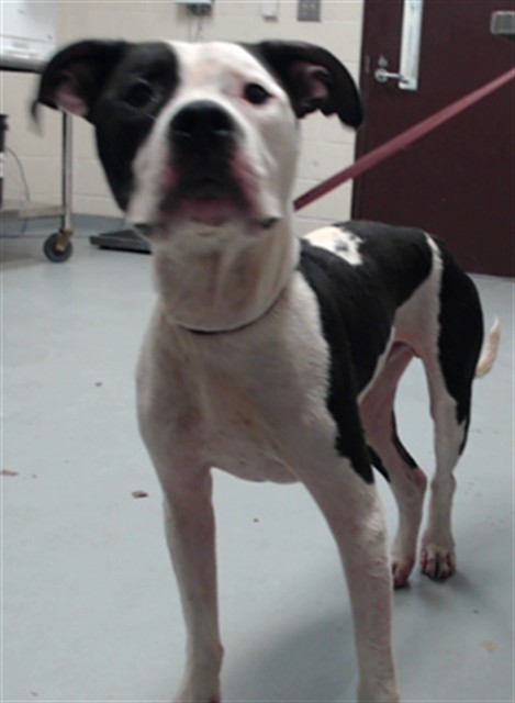 Shelter Stray Male Dog last seen Near BLOCK LAYTON DR, FAYETTEVILLE NC 28314, 4704 Corporation Dr, Fayetteville, NC 28306, USA
