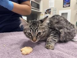 Shelter Stray Female Cat last seen BATTLES CT / CANADEO CIR, 9150 Union Park Way, Elk Grove, CA 95624, USA