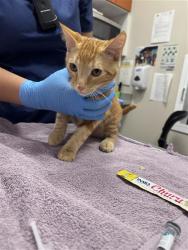 Shelter Stray Male Cat last seen BATTLES CT / CANADEO CIR, 9150 Union Park Way, Elk Grove, CA 95624, USA