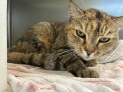 Shelter Stray Female Cat last seen Near BLOCK ACADEMY PL, COLORADO SPRINGS CO 80909, 610 Abbot Ln, Colorado Springs, CO 80905, USA