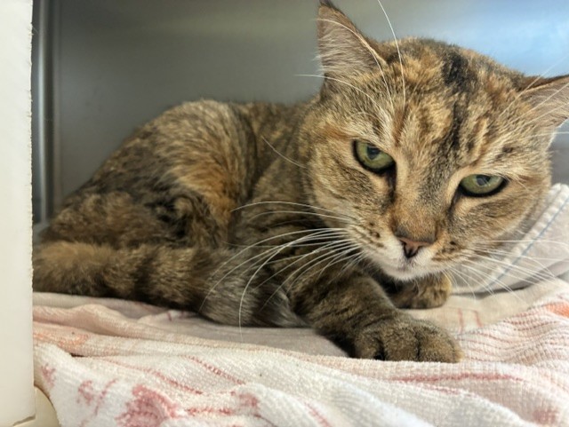 Shelter Stray Female Cat last seen Near BLOCK ACADEMY PL, COLORADO SPRINGS CO 80909, 610 Abbot Ln, Colorado Springs, CO 80905, USA