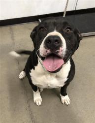 Shelter Stray Female Dog last seen Near BLOCK S JACKSON AVE, FRESNO CA 93702 3013, 5277 E Airways Blvd, Fresno, CA 93727, USA