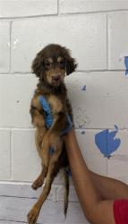 Shelter Stray Female Dog last seen 28TH AND LUGO, 333 Chandler Pl, San Bernardino, CA 92408, USA