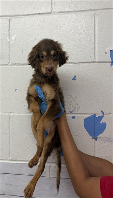 Shelter Stray Female Dog last seen 28TH AND LUGO, 333 Chandler Pl, San Bernardino, CA 92408, USA