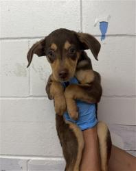 Shelter Stray Male Dog last seen 28TH AND LUGO, 333 Chandler Pl, San Bernardino, CA 92408, USA