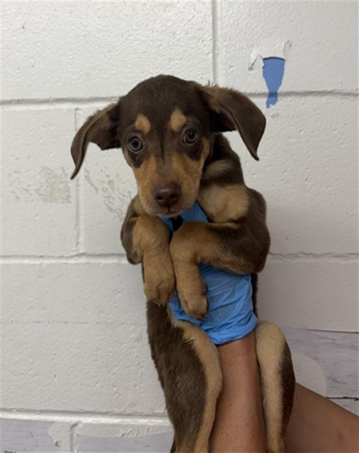 Shelter Stray Male Dog last seen 28TH AND LUGO, 333 Chandler Pl, San Bernardino, CA 92408, USA
