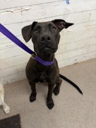 Shelter Stray Female Dog last seen MILL ST AND MT VERNON, 333 Chandler Pl, San Bernardino, CA 92408, USA