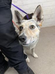 Shelter Stray Female Dog last seen MILL ST AND MT VERNON, 333 Chandler Pl, San Bernardino, CA 92408, USA