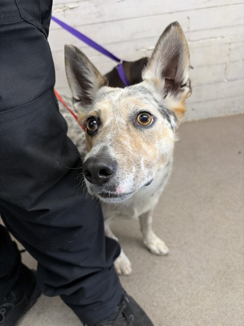 Shelter Stray Female Dog last seen MILL ST AND MT VERNON, 333 Chandler Pl, San Bernardino, CA 92408, USA